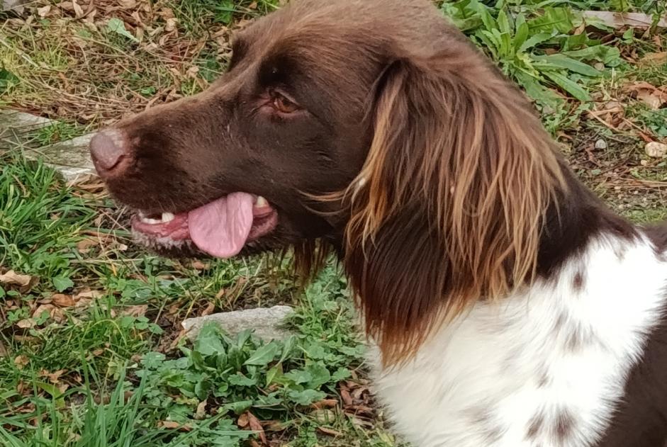 Fundmeldung Hund  Weiblich Chécy Frankreich