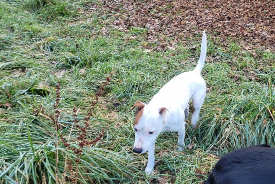 Fundmeldung Hund rassenmischung Männliche La Ravoire Frankreich