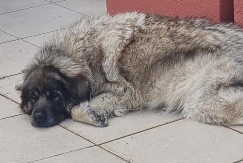 Vermisstmeldung Hund  Weiblich , 9 jahre Benisa Spanien