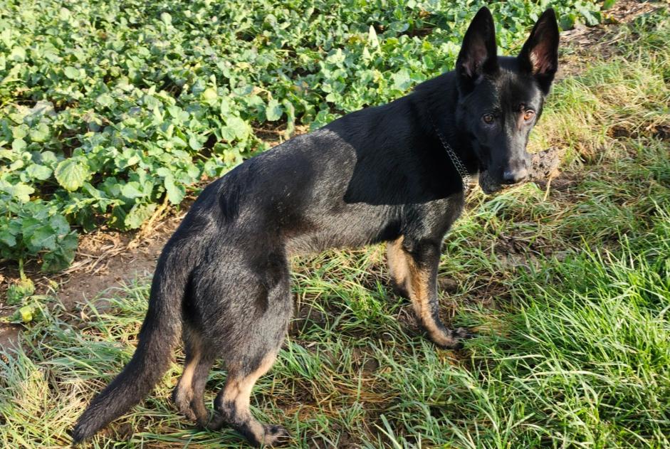 Vermisstmeldung Hund  Männliche , 1 jahre Ormes Frankreich