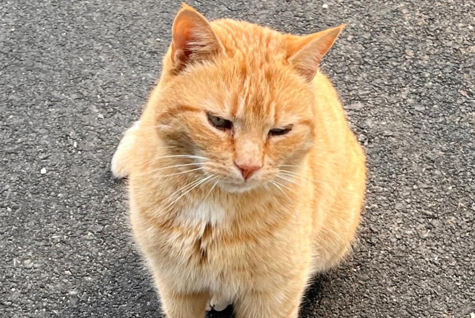 Vermisstmeldung Katze Männliche , 10 jahre Milvignes Schweiz