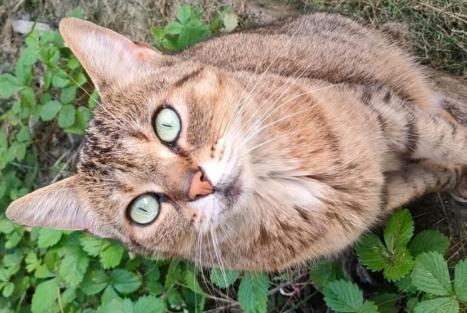 Vermisstmeldung Katze  Weiblich , 6 jahre La Chartre-sur-le-Loir Frankreich