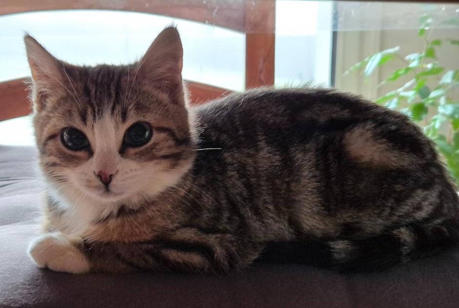 Vermisstmeldung Katze Weiblich , 1 jahre Saint-Denis-en-Val Frankreich