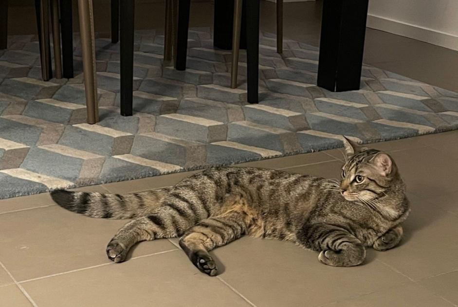 Vermisstmeldung Katze Männliche , 1 jahre Chavannes-des-Bois Schweiz