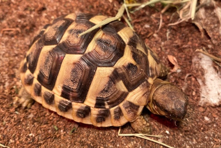 Vermisstmeldung Schildkröte Weiblich , 2025 jahre Frouzins Frankreich