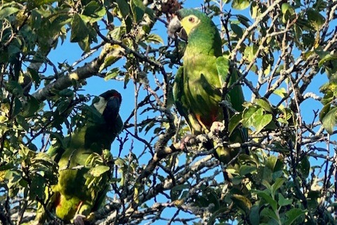 Disappearance alert Bird Female , 3 years Boécourt Switzerland