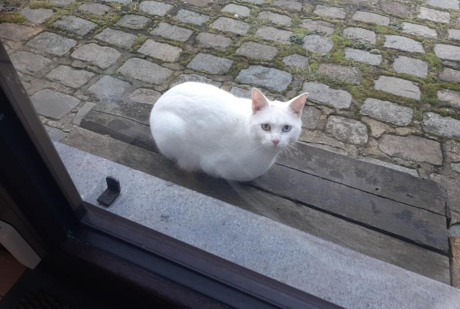 Discovery alert Cat Unknown Waterloo Belgium