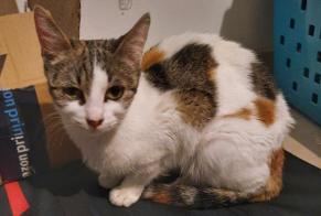 Discovery alert Cat Female , 2 years Auzouer-en-Touraine France