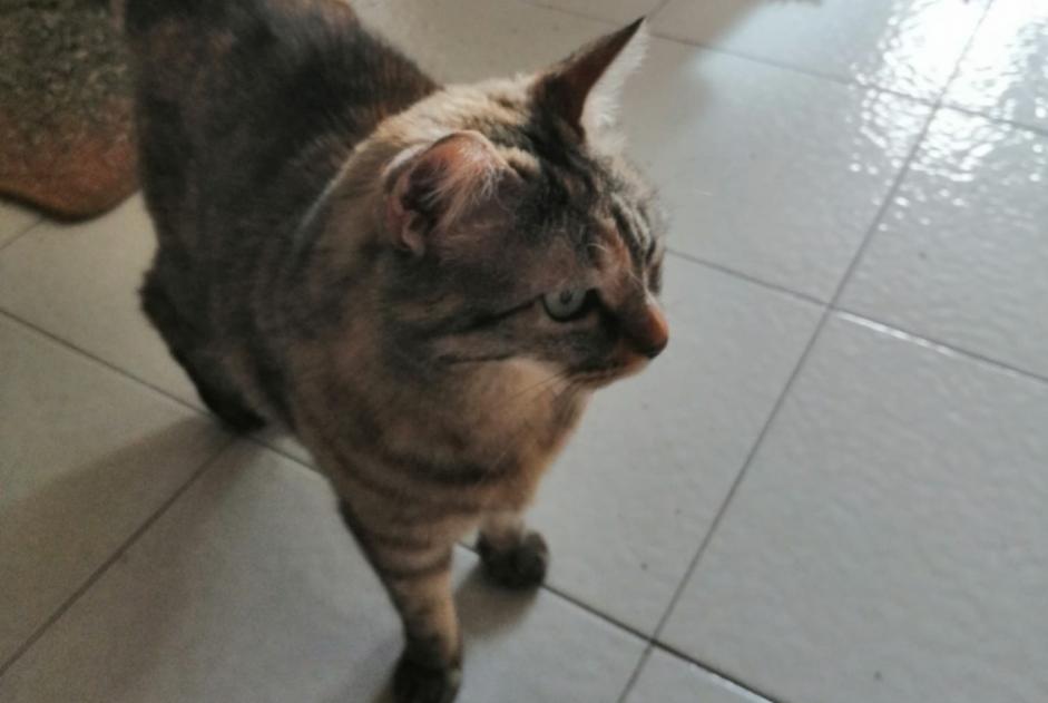 Disappearance alert Cat  Female , 10 years Grenoble France