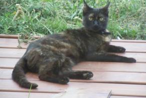 Disappearance alert Cat  Female , 9 years Pusignan France