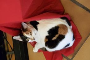 Disappearance alert Cat miscegenation Female , 8 years Clairac France