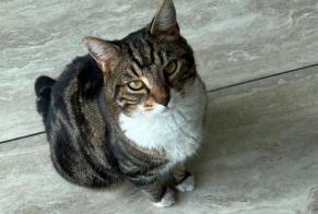 Disappearance alert Cat Male , 8 years Cesseville France