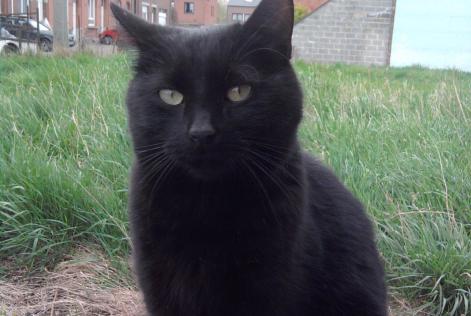 Disappearance alert Cat Type européen Male , 13 years Herstal Belgium