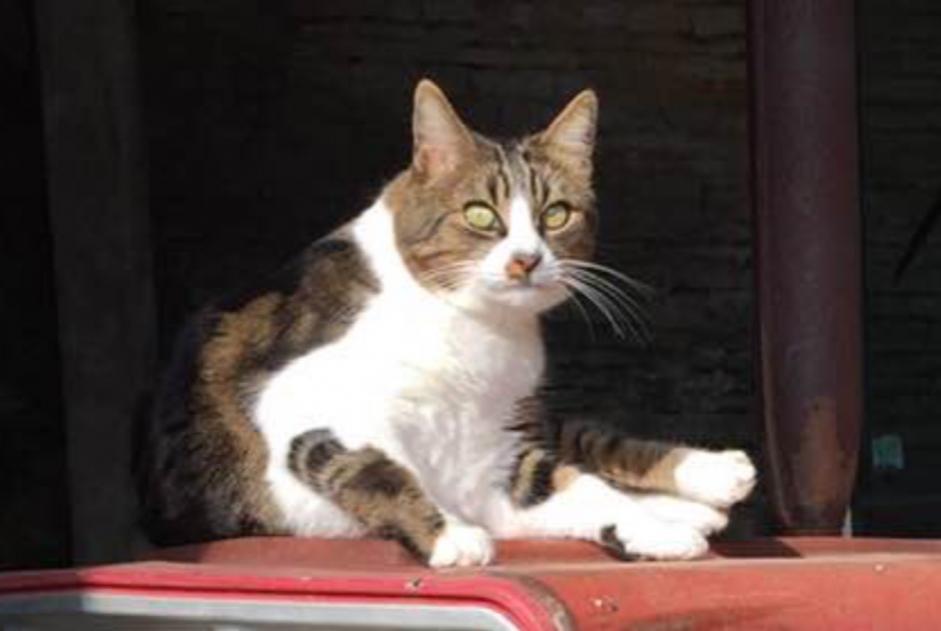 Disappearance alert Cat  Male , 12 years Ligny-le-Châtel France