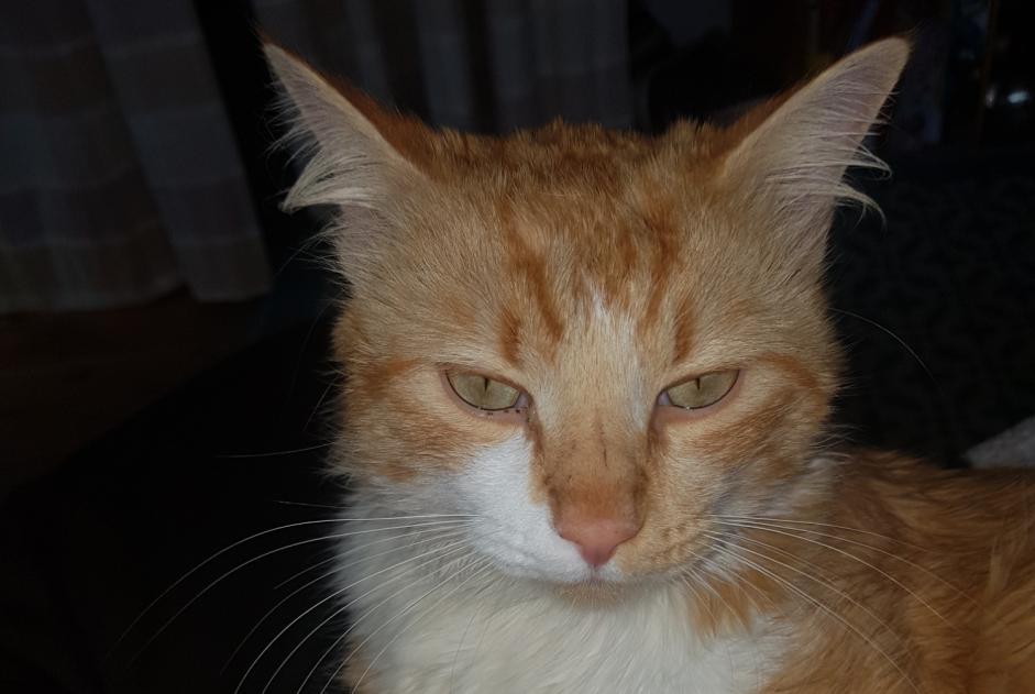 Disappearance alert Cat Male , 2 years Montaigut-sur-Save France