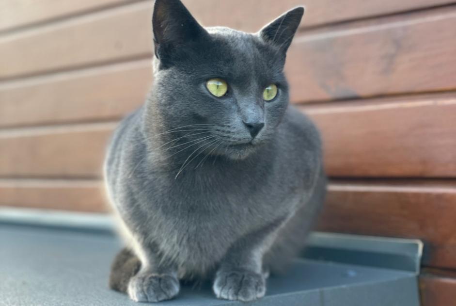 Disappearance alert Cat Male , 2 years Reignier-Esery France