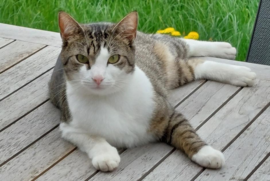 Disappearance alert Cat Male , 4 years Luxembourg Luxembourg