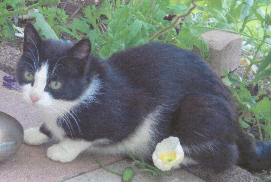 Disappearance alert Cat miscegenation Female , 2025 years Orbe Switzerland