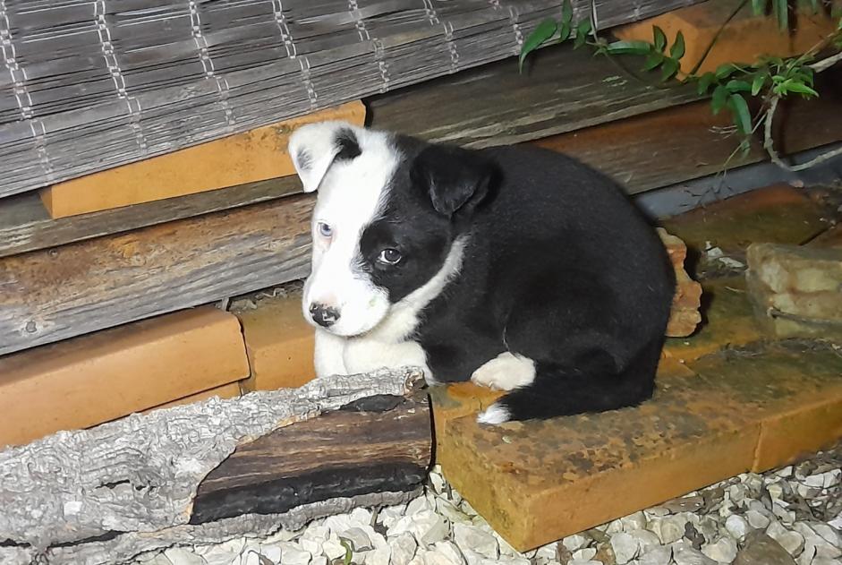 Discovery alert Dog miscegenation Male São Marcos da Serra Portugal