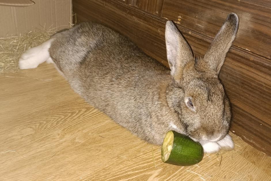 Discovery alert Rabbit Female Strasbourg France