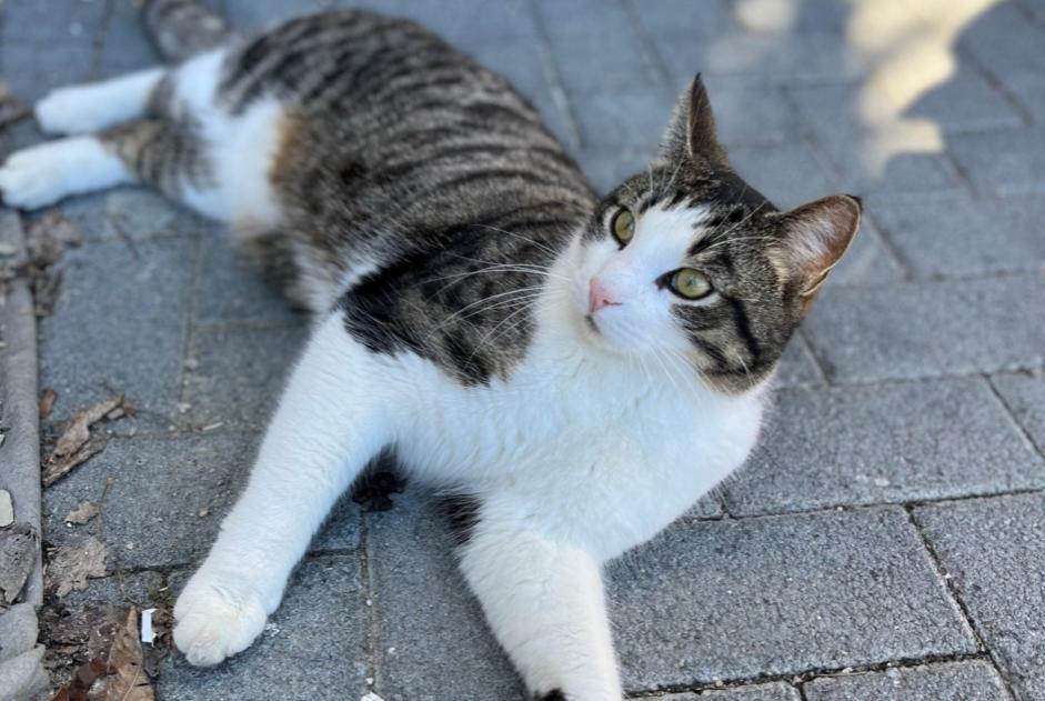 Alerta de Desaparición Gato cruce Macho , 5 años Crans-Montana Suiza