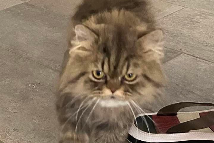 Alerta de Desaparición Gato  Macho , 5 años Bienne Suiza