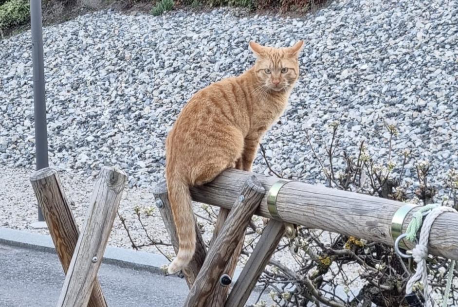 Alerta de Desaparición Gato Macho , 3 años Vétroz Suiza