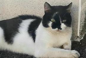 Alerta de Desaparición Gato cruce Macho , 3 años Toulouse Francia