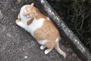 Alerta de Desaparición Gato Macho , 8 años Albi Francia