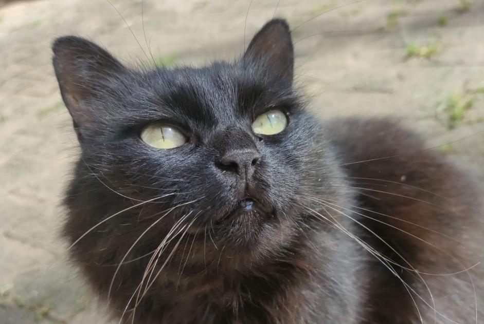 Alerta de Desaparición Gato Hembra , 11 años Crolles Francia