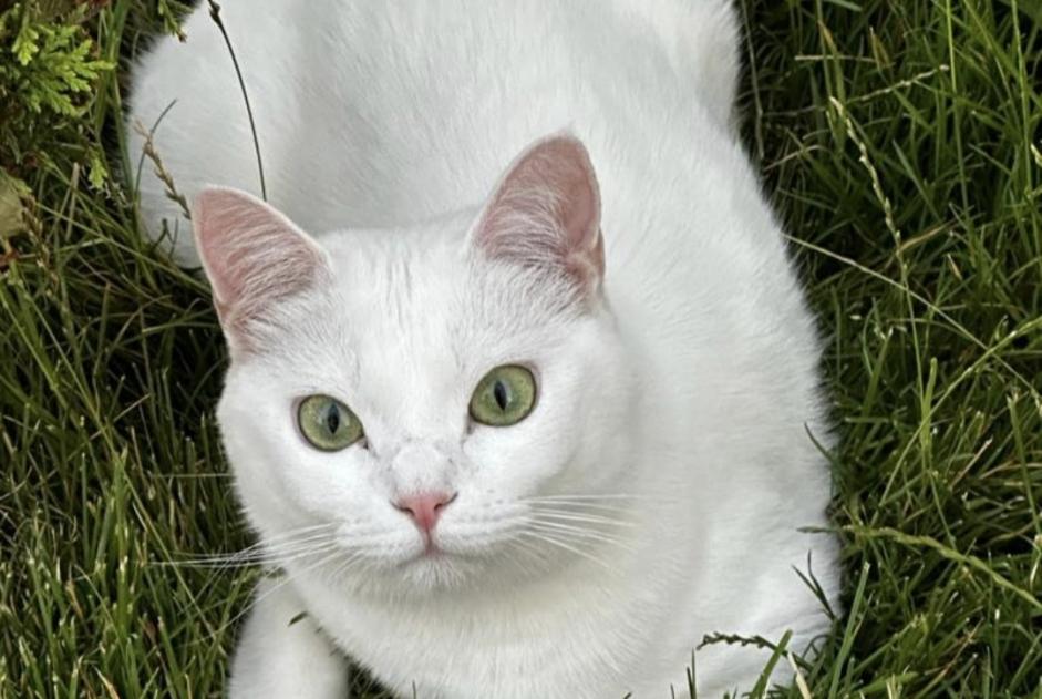 Alerta de Desaparición Gato Hembra , 3 años Tremblay-en-France Francia