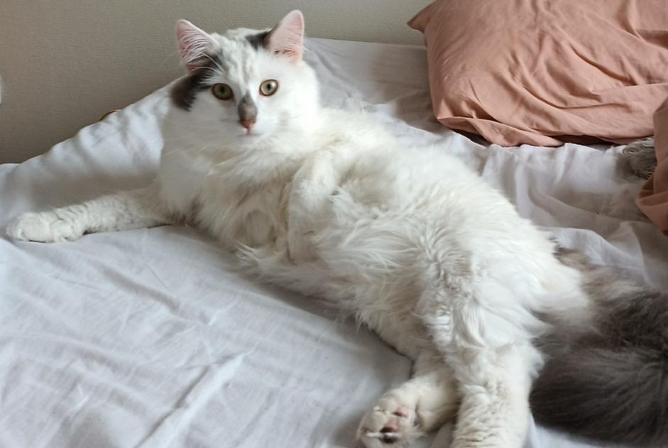 Alerta de Desaparición Gato Macho , 3 años Saint-Georges-de-Reneins Francia