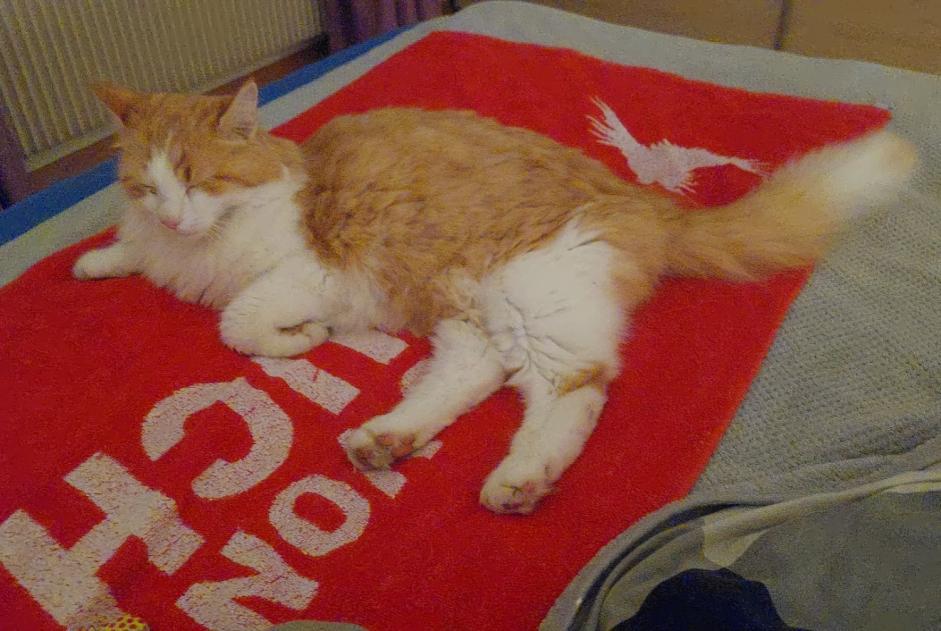 Alerta de Desaparición Gato Macho , 8 años Thoune Suiza