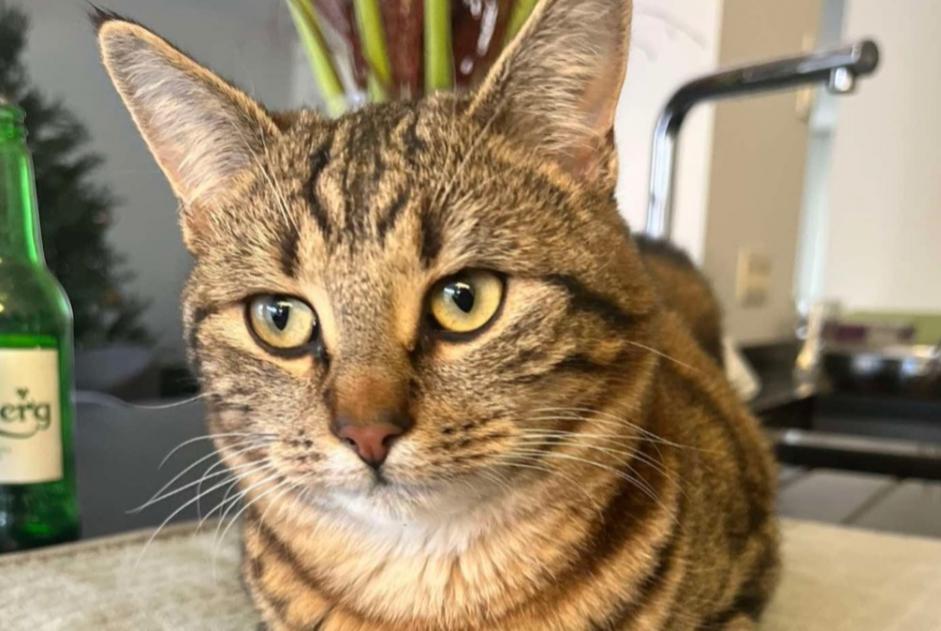 Alerta de Desaparición Gato  Macho , 1 años Buggenhout Bélgica