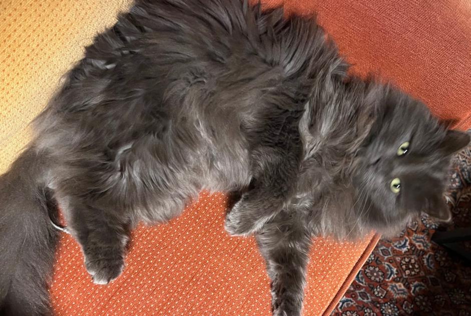 Alerta de Desaparición Gato Macho , 2 años Ormont-Dessus Suiza