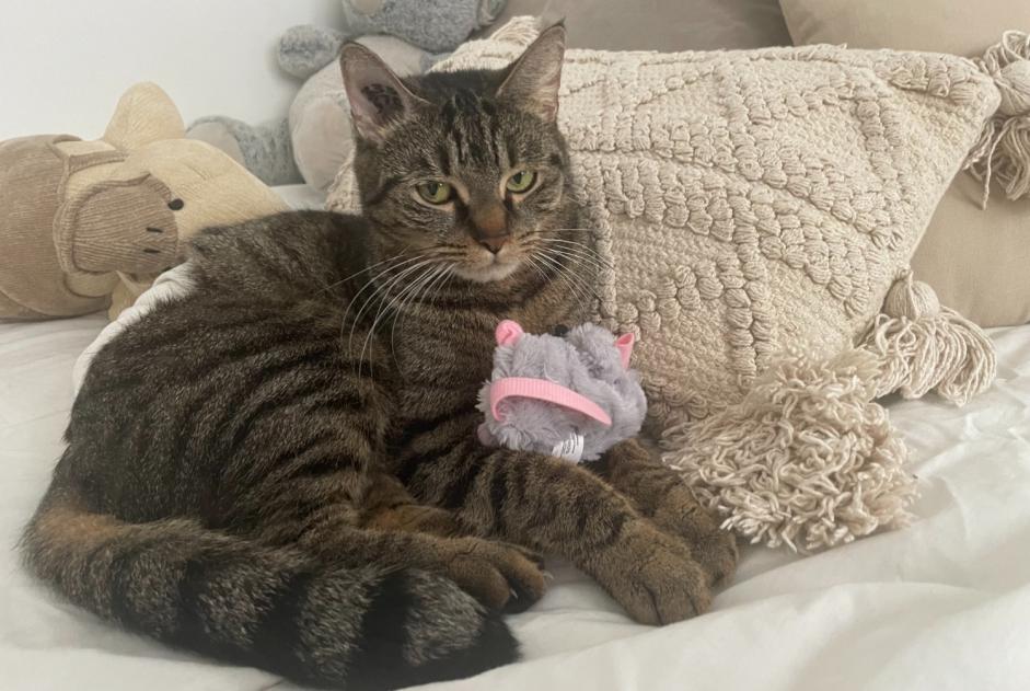 Alerta de Desaparición Gato Hembra , 3 años Bourg-la-Reine Francia