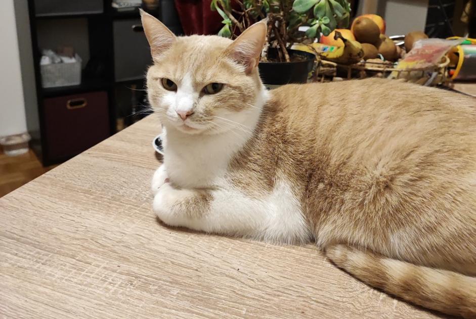 Alerta de Desaparición Gato cruce Macho , 7 años Avry Suiza