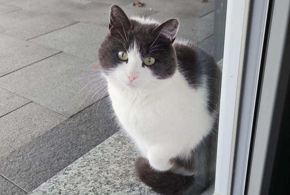 Alerta de Desaparición Gato  Hembra , 4 años Sion Suiza