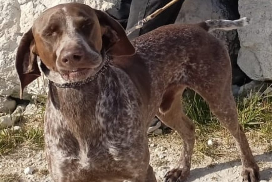 Alerta de Desaparición Perro cruce Macho , 4 años Castet Francia