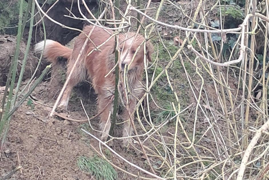 Alerta de Hallazgo Perro Desconocido Rimou Francia