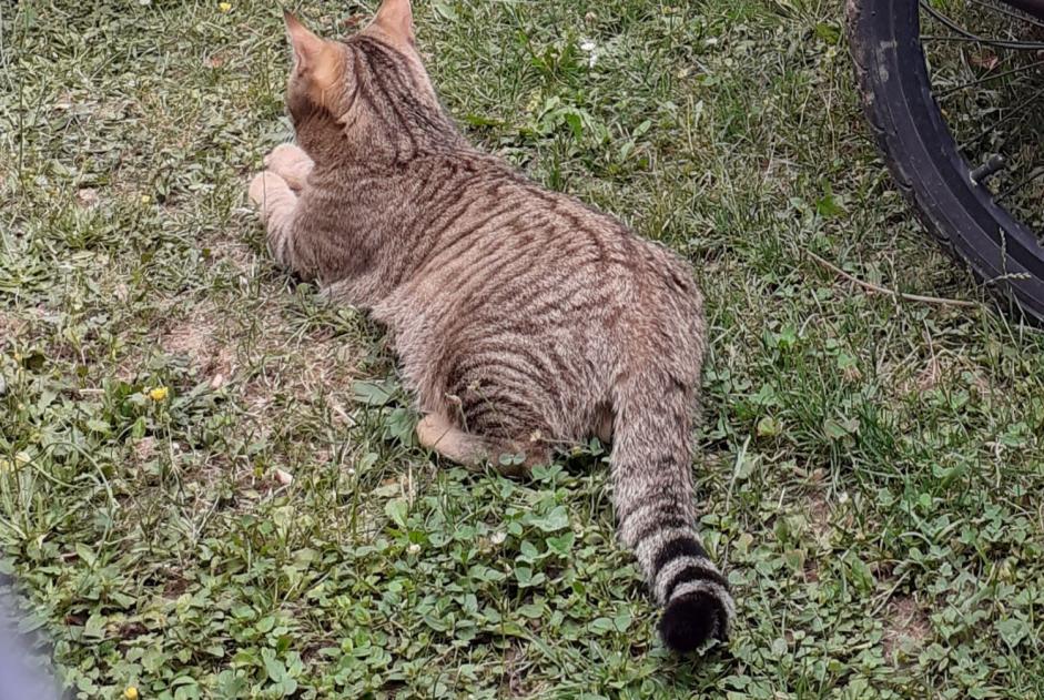 Alerte Disparition Chat croisement Mâle , 3 ans Gy Suisse