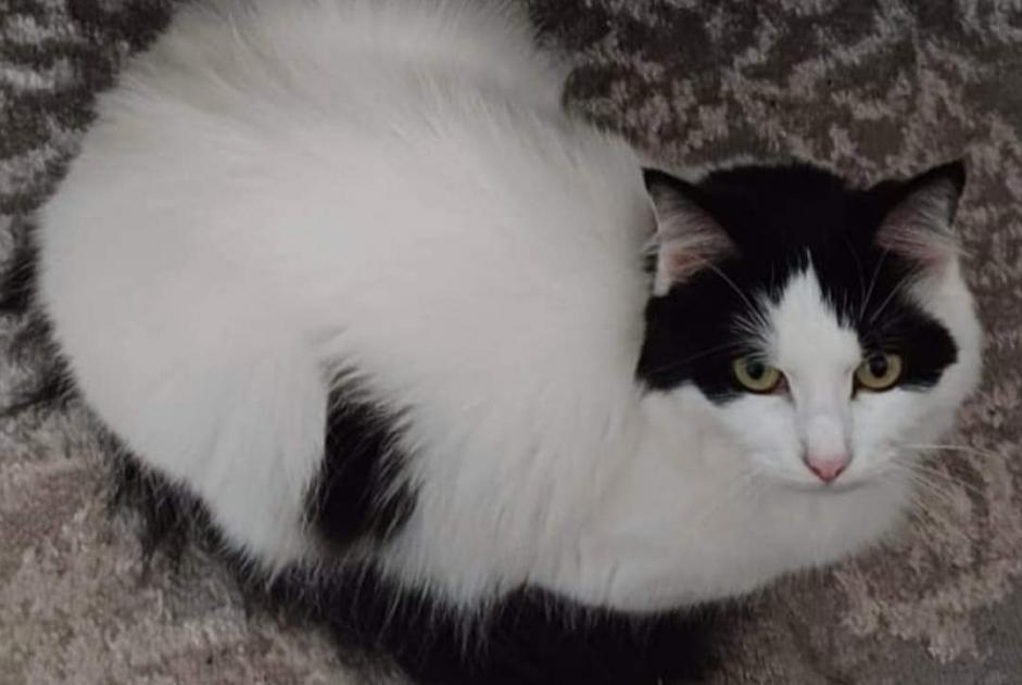 Alerte Disparition Chat croisement Femelle , 5 ans Maisoncelles-en-Brie France