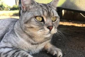 Alerte Disparition Chat  Mâle , 11 ans Floing France