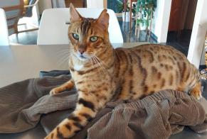 Alerte Disparition Chat  Mâle , 8 ans Jurbise Belgique