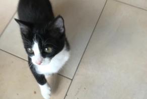 Alerte Disparition Chat Femelle , 1 ans Ans Belgique