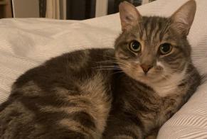 Alerte Disparition Chat Mâle , 10 ans Prilly Suisse