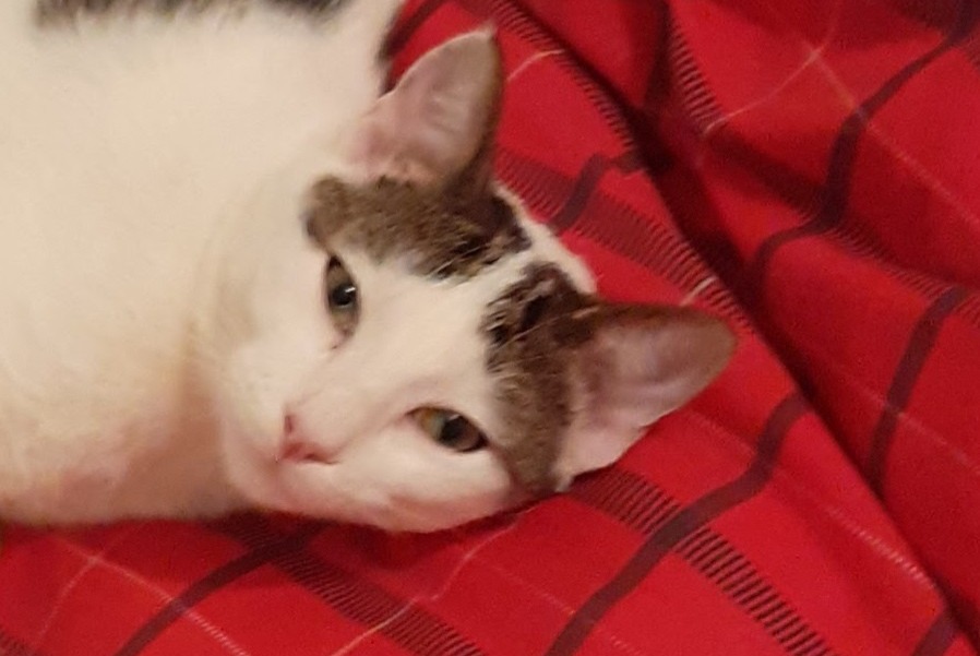 Alerte Disparition Chat croisement Mâle , 5 ans Saint-Sulpice-la-Pointe France