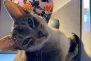 Alerte Disparition Chat  Mâle , 2 ans Moudon Suisse