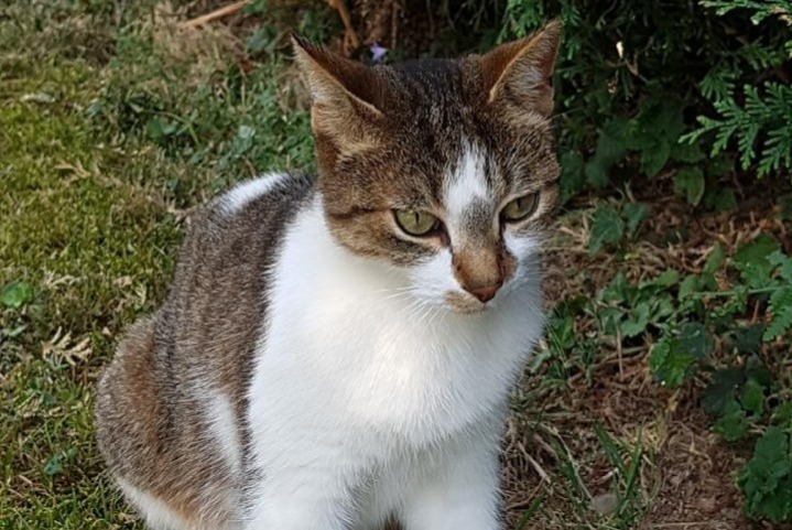 Alerte Disparition Chat Femelle , 12 ans Saint-Genis-Laval France