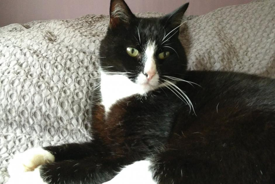 Alerte Disparition Chat  Mâle , 10 ans Valherbasse France